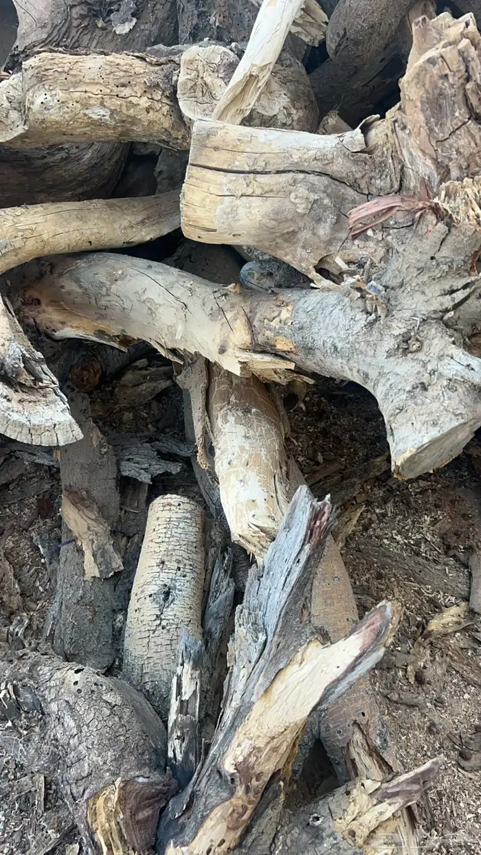 حطب سمر شلايخ 3
