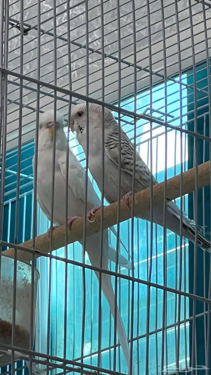 تم البيع طيور حب 1