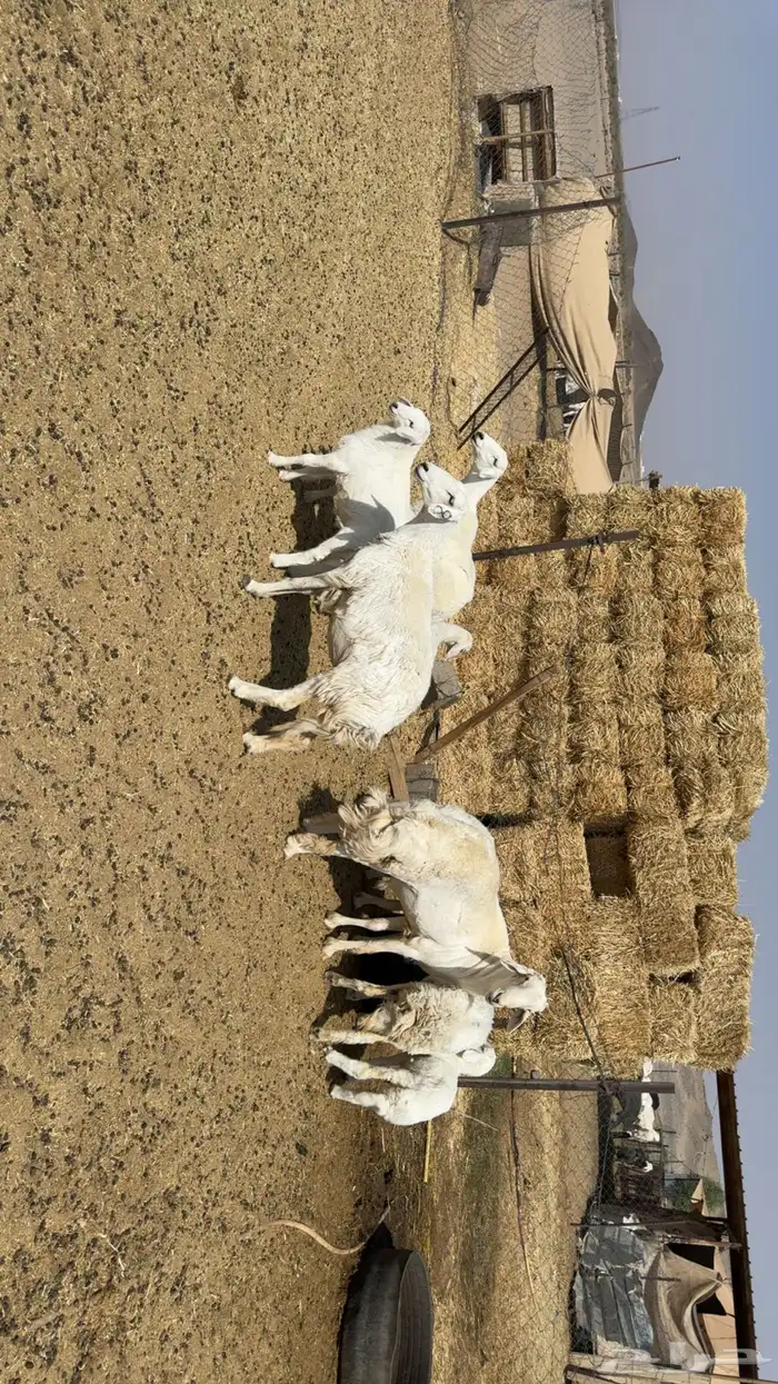 غنم حرش شبب 1