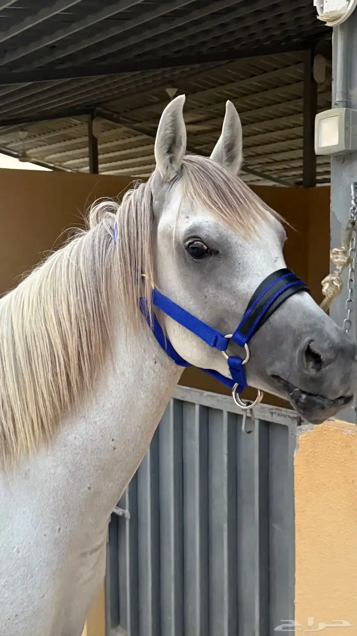 حصان مصري بيور الجبيل الصناعيه 4