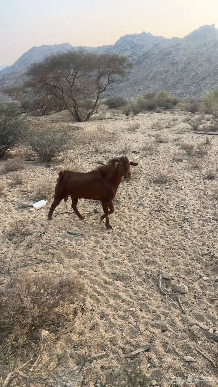 تيس فحل جنوبي للبيع 0