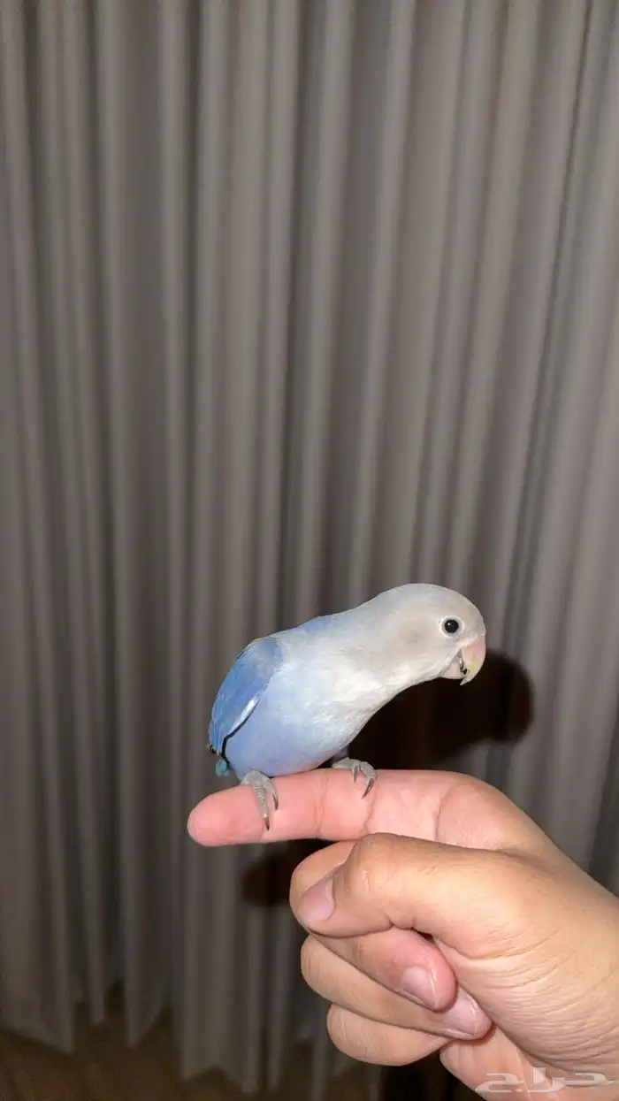 ببغاء روز اليف هدد 1