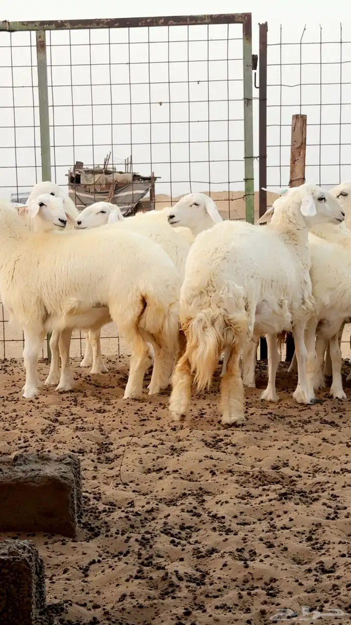 رخال حريه صنف فرش فحل - العرض الاول 0