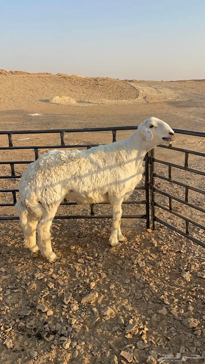 للبيع فحل حري جذع مشروط 5