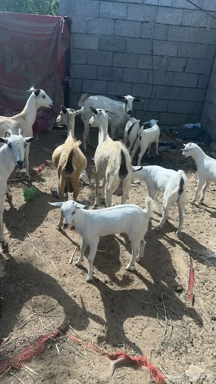 ماشاءالله تبارك الله 0