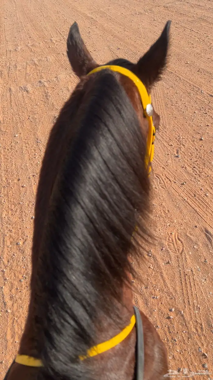 حصان شعبي كفو 7