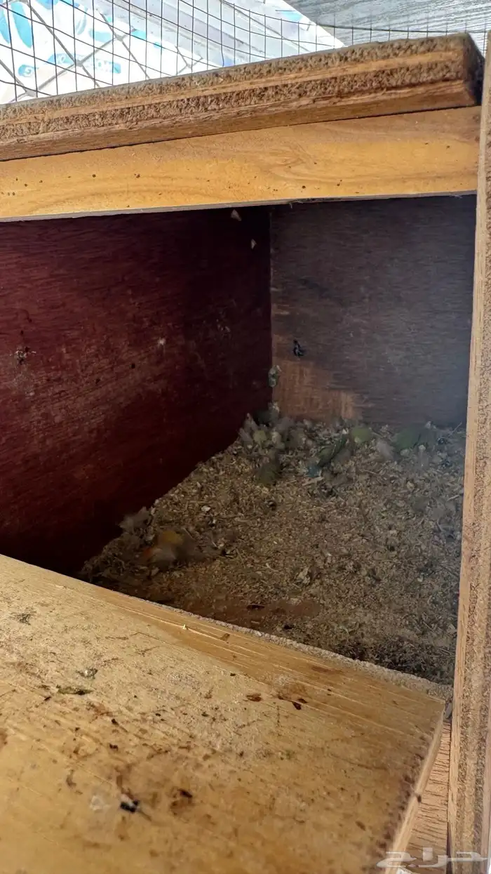 زوجين روز منتجة 3