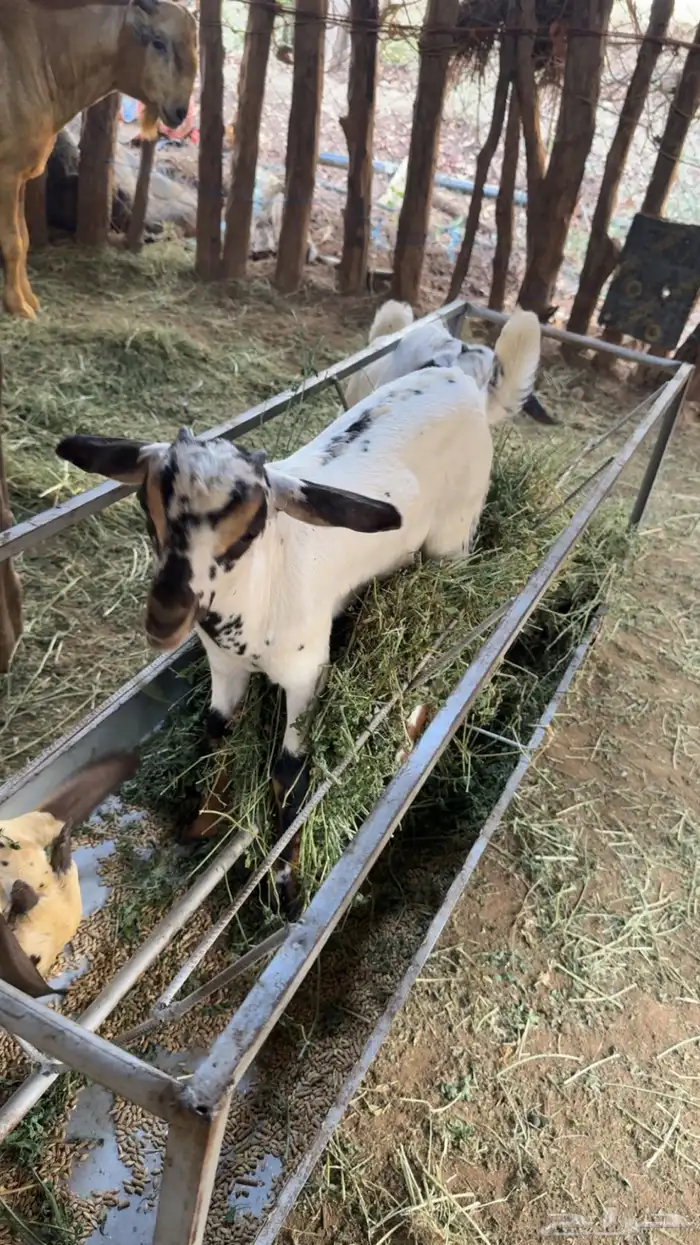 2 تيوس بيشيات 5