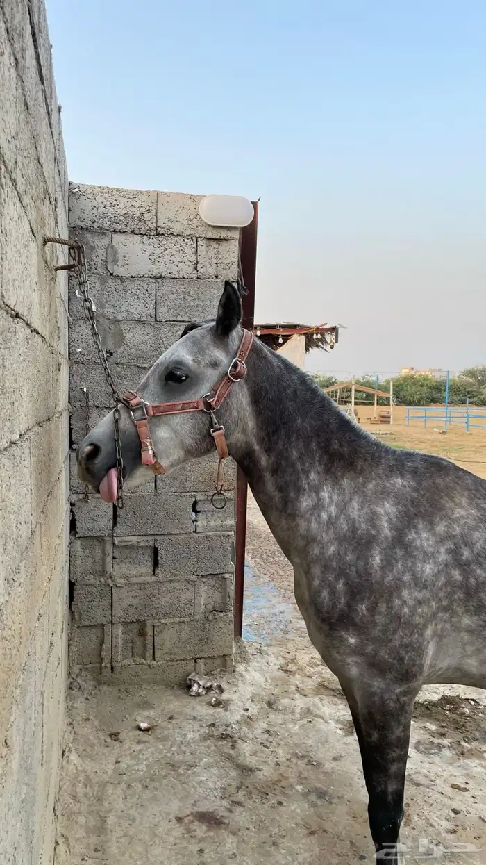 للبيع فحل عربي أصيل   نجم 10