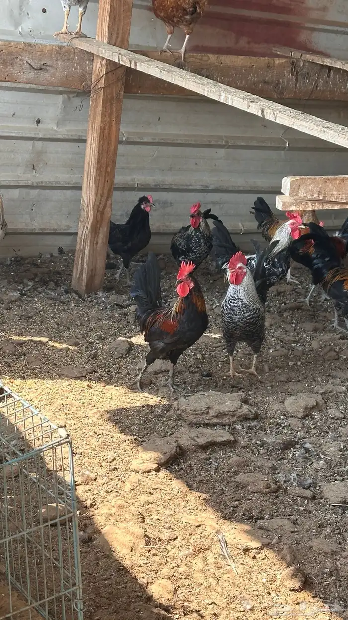 ديوك للبيع 0