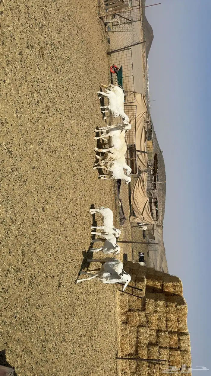 غنم حرش شبب 0