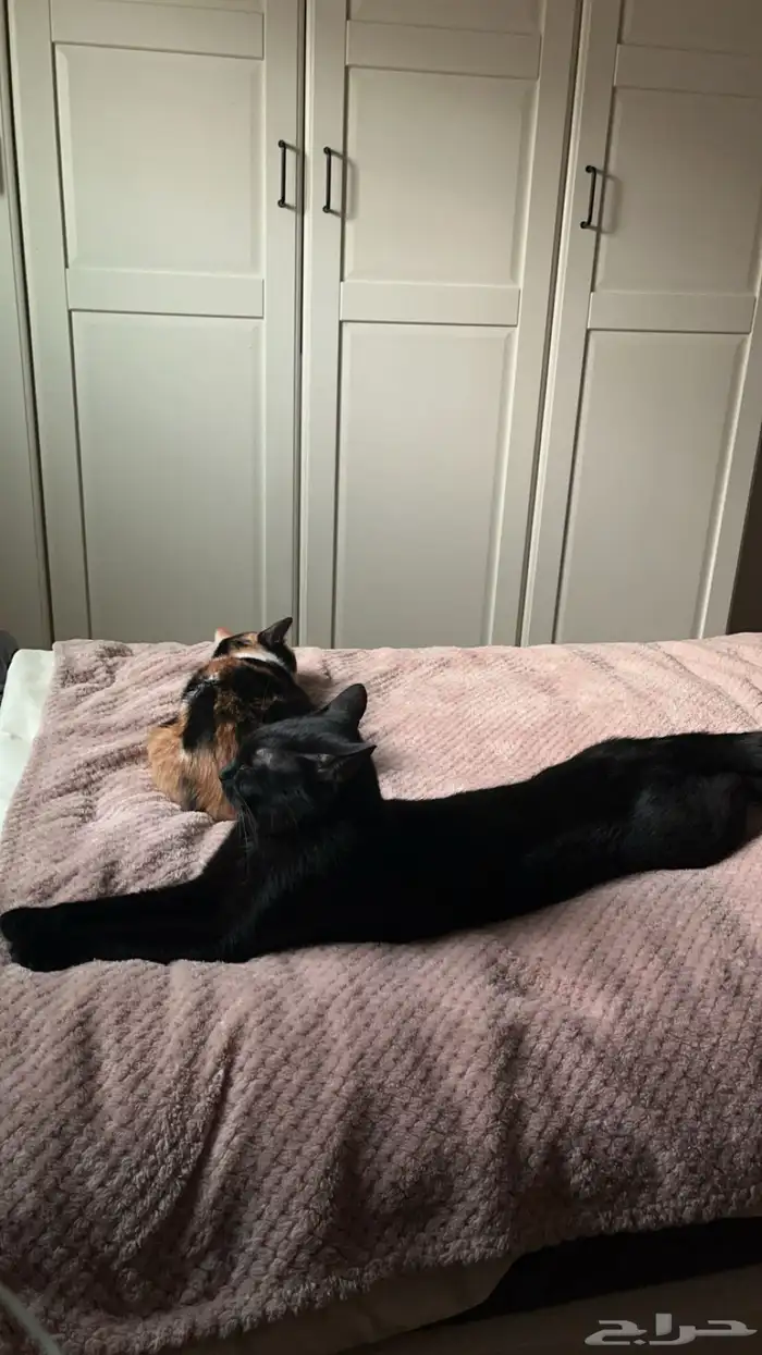 قطط للتبني 3