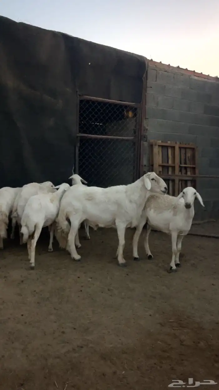 فحل غنم للبيع 1
