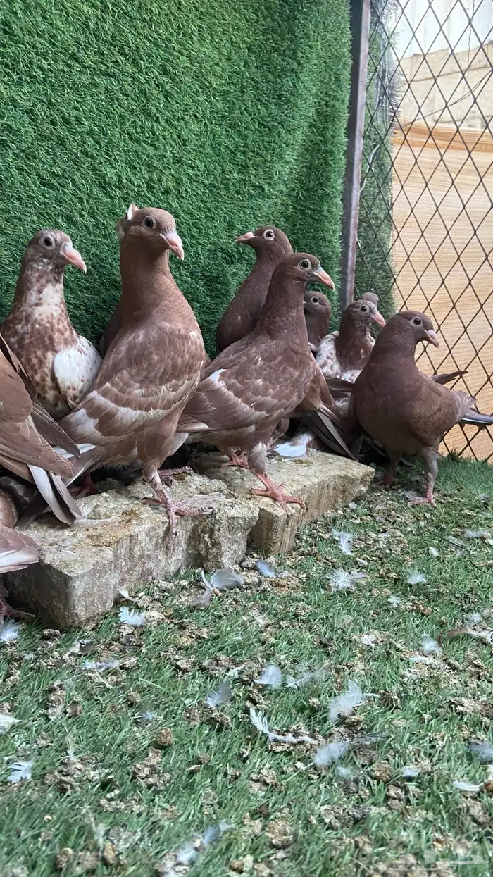 زاجل مولمينز 3