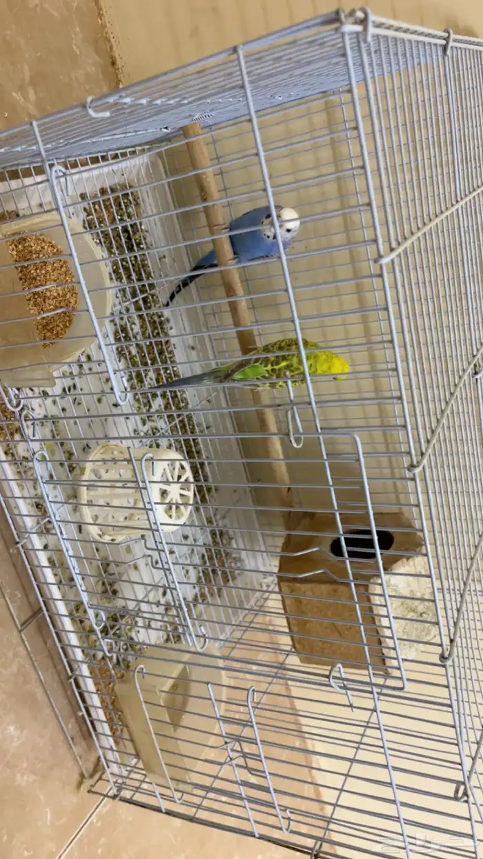 عصفورين بانجي للبيع 0