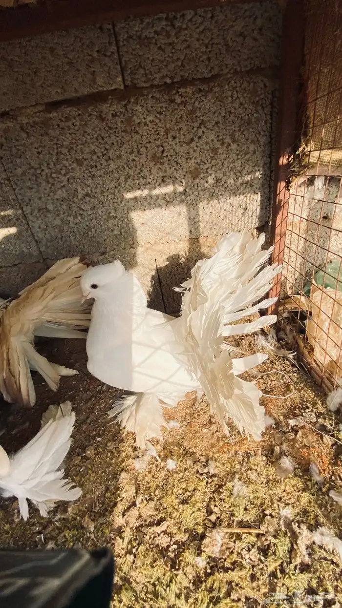 حمام رقاصي 5