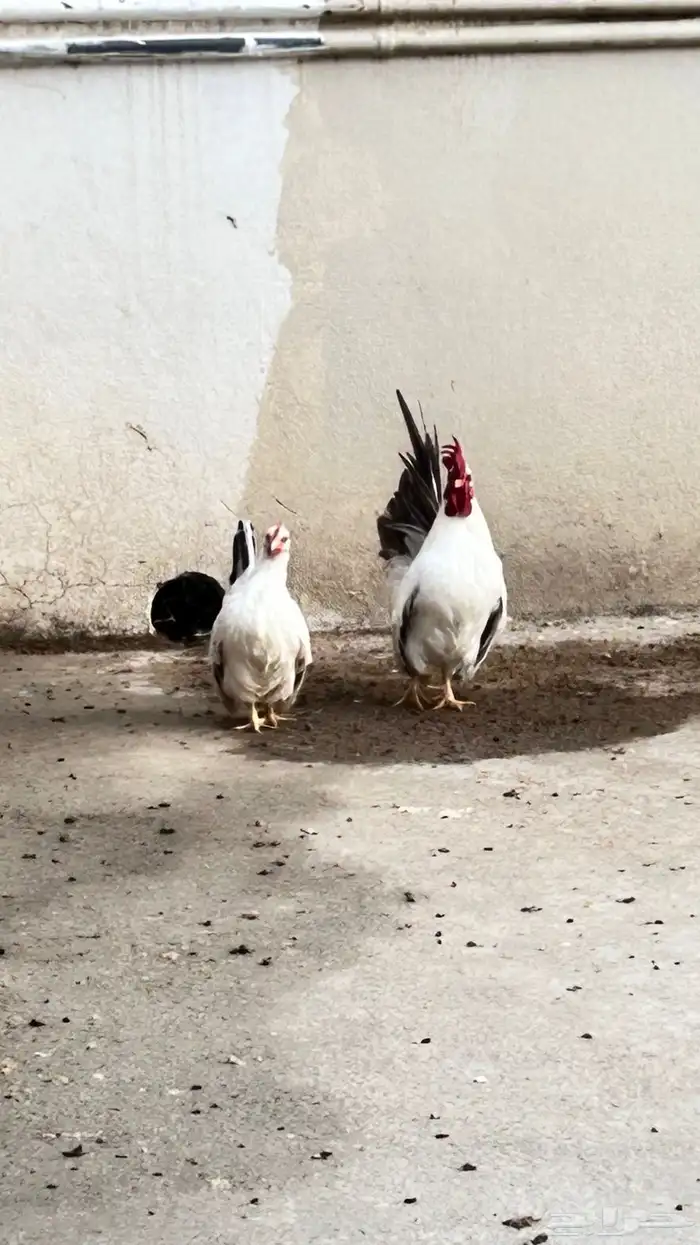 دجتج جبانيز منتج بفروخه اللون واضح 0