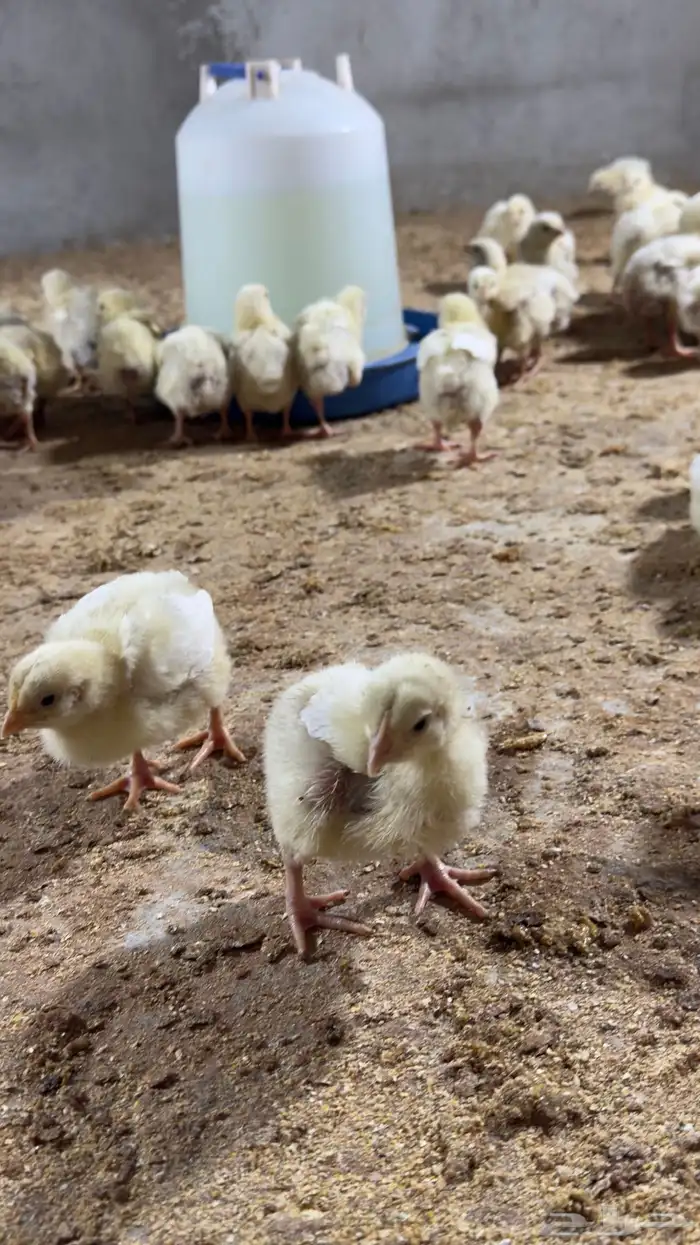 دجاج لاحم روس 308 العمر اسبوع ونص 1