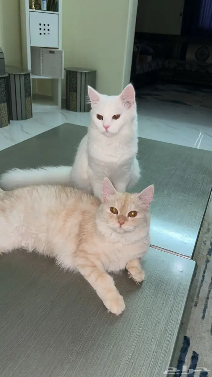 قط شيرازي ابيض للبيع 3