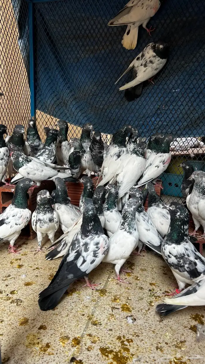 حمام باكستاني Top مطيار 1