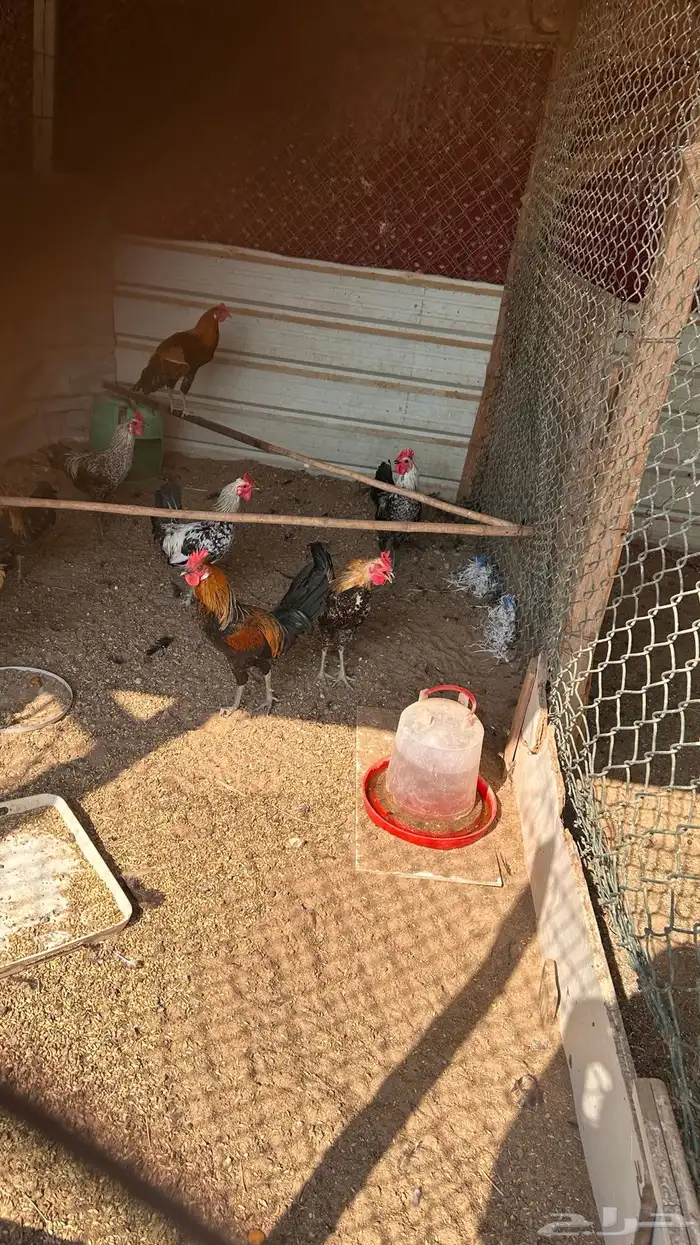 ديوك للبيع 6