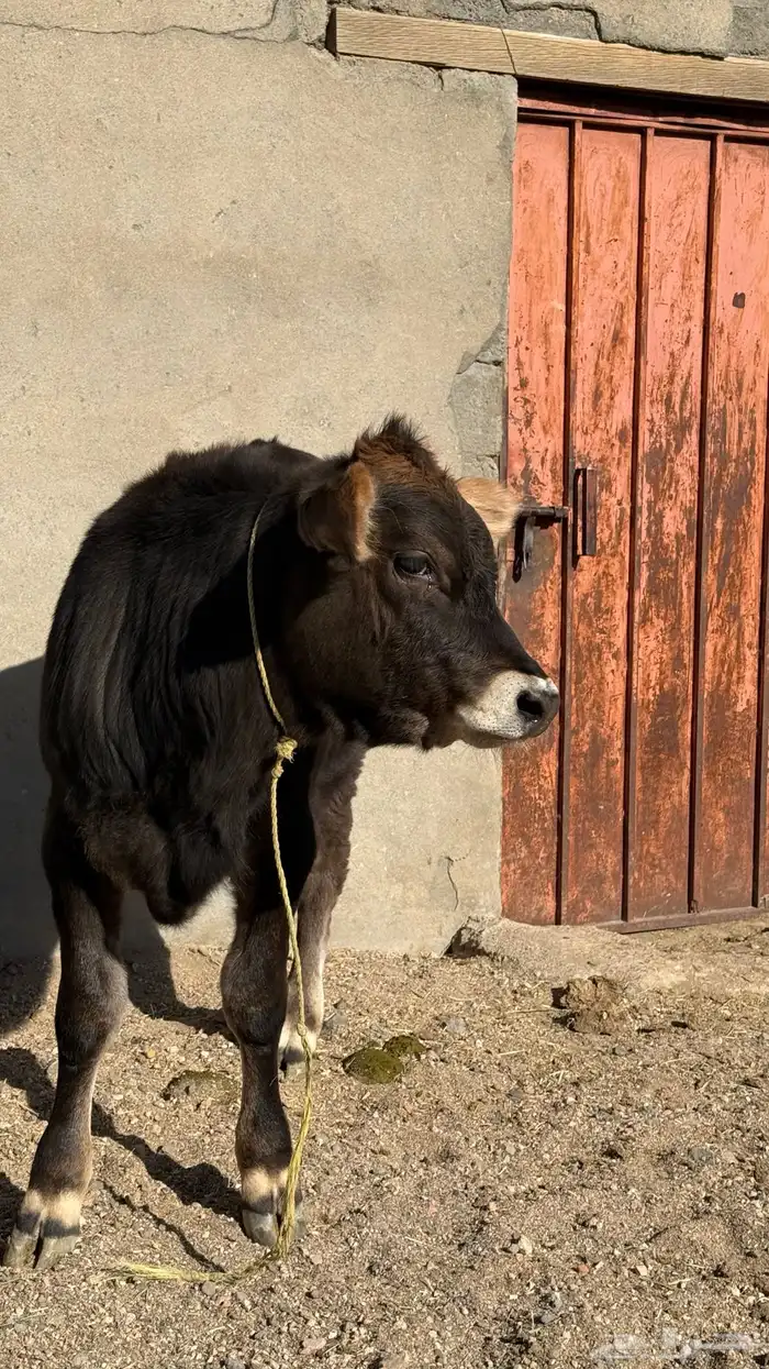 بقرة المانية للبيع 10