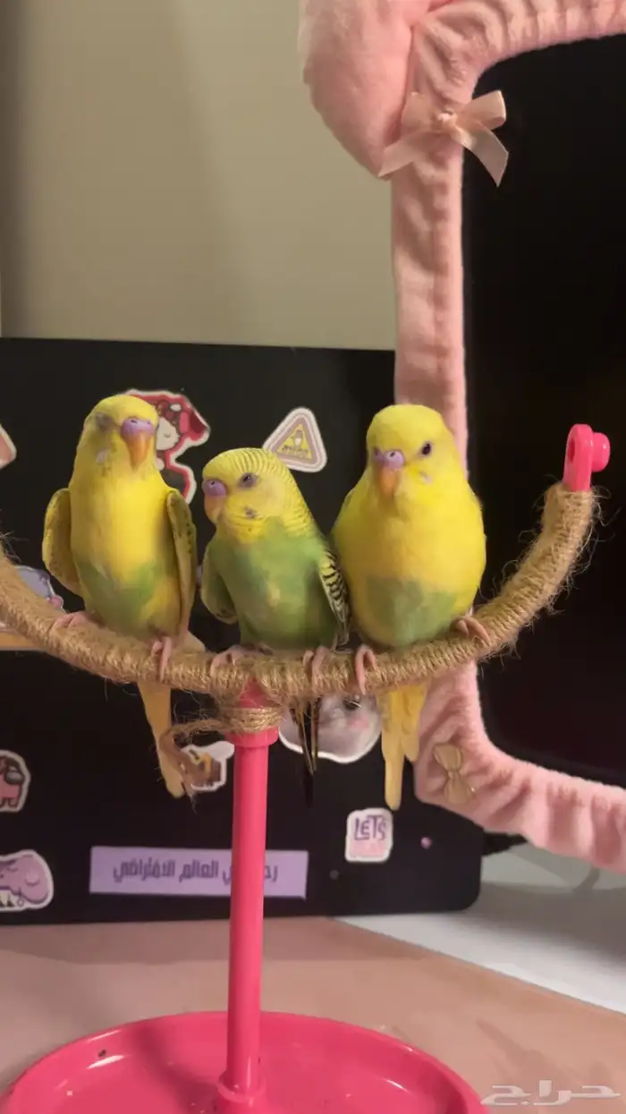 طيور بادجي 0