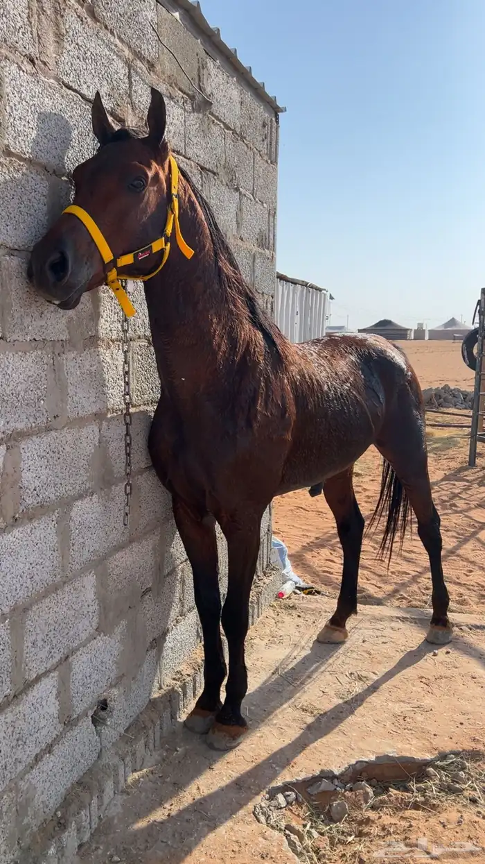 حصان شعبي كفو 0