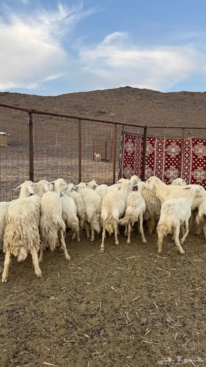 ضان حري مراح واحد بالفحل 3