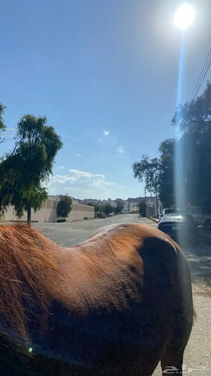 حصان شعبي كفوو 1