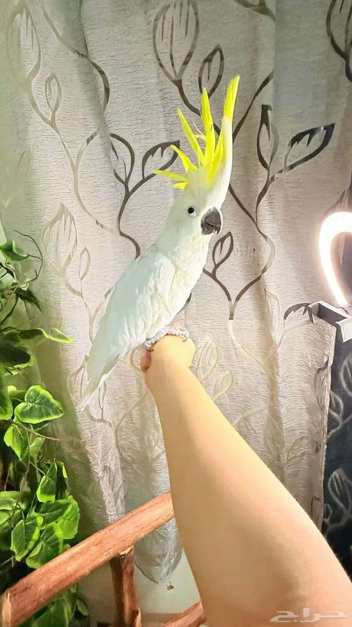 ببغاء كوكاتو سلفر تم البيع 8