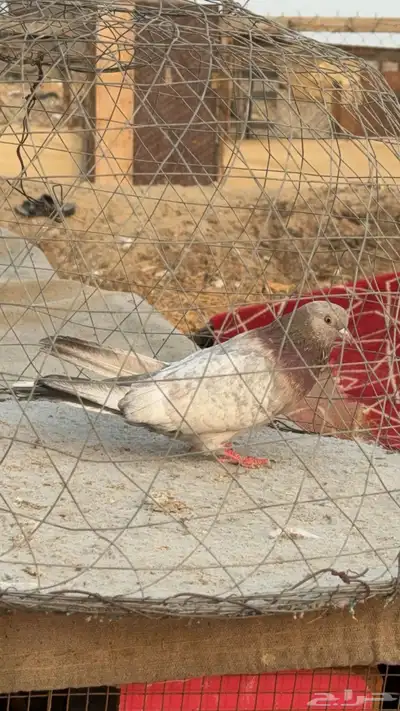 حمام قطيفي index