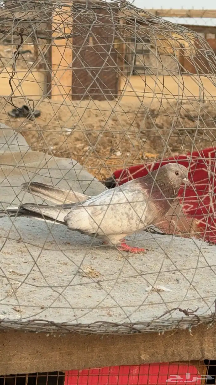 حمام قطيفي 3