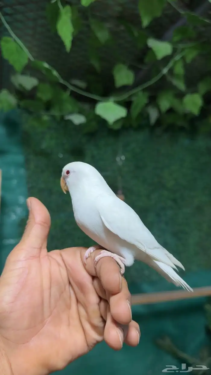 روز البينو اليف وهدد . تم البيع 0