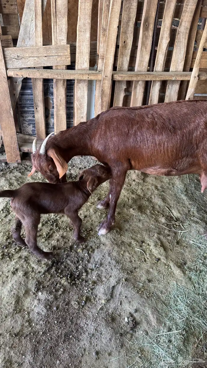 للبيع عنز عليها تيس 2