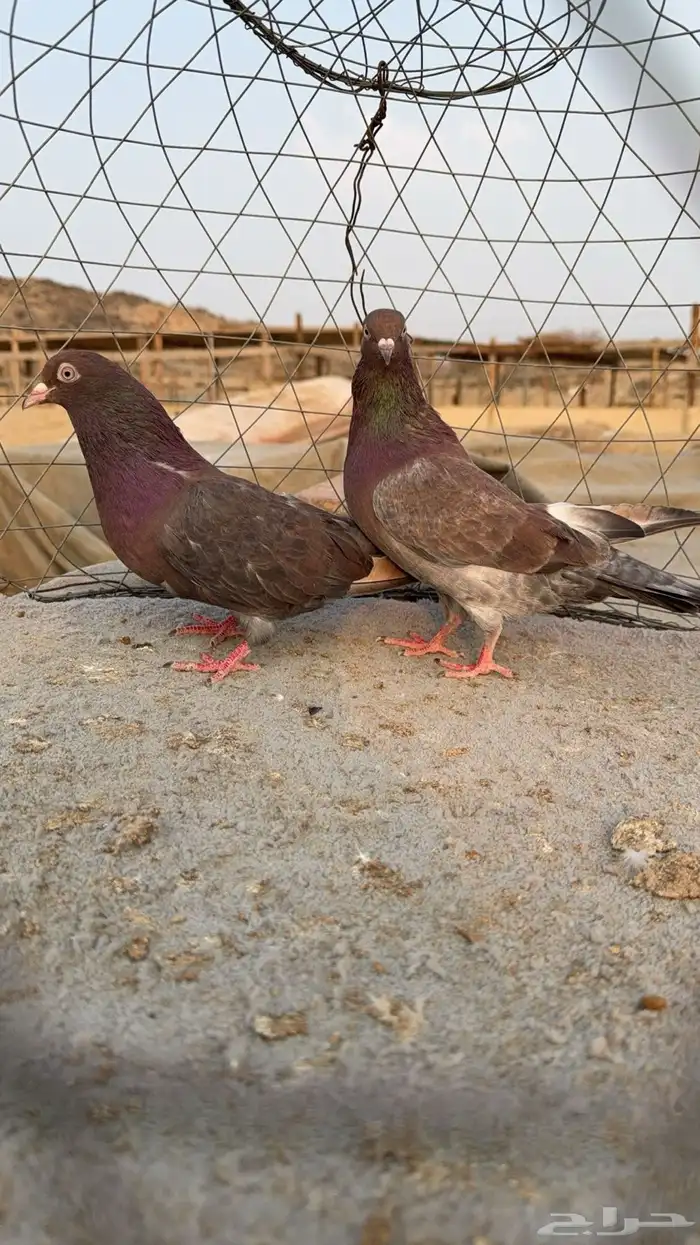 حمام قطيفي 1