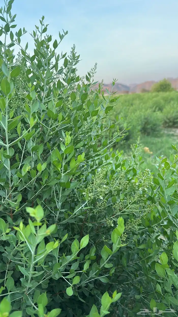 حناء وسدر 16