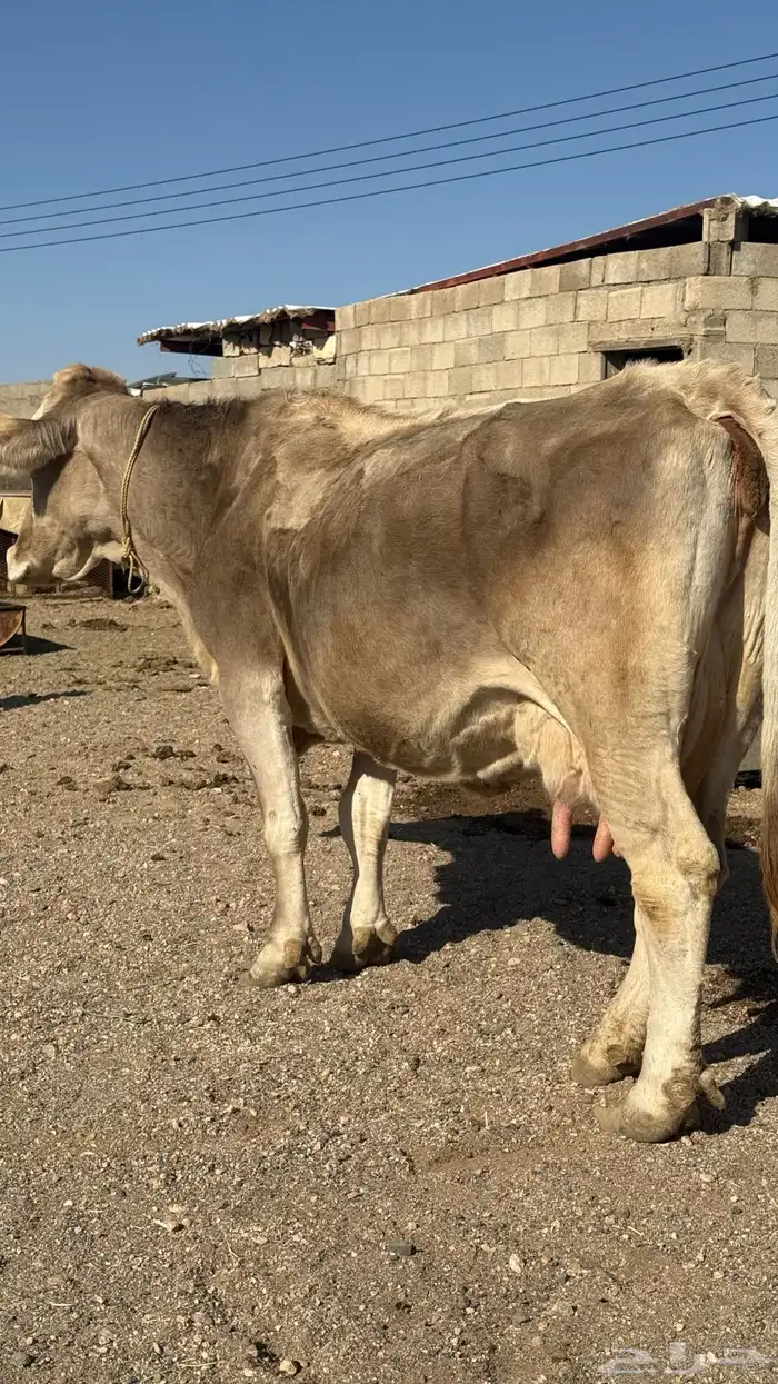 بقرة المانية للبيع 1