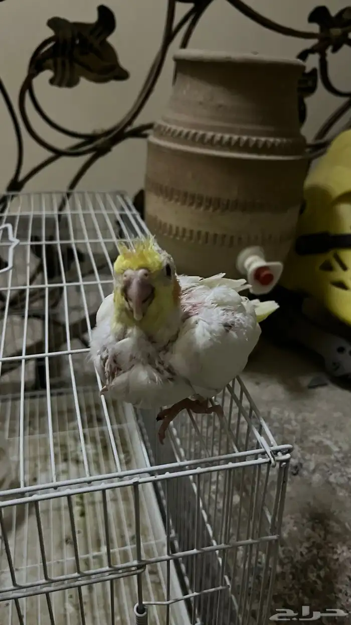 فرخ كروان لاتينو 1