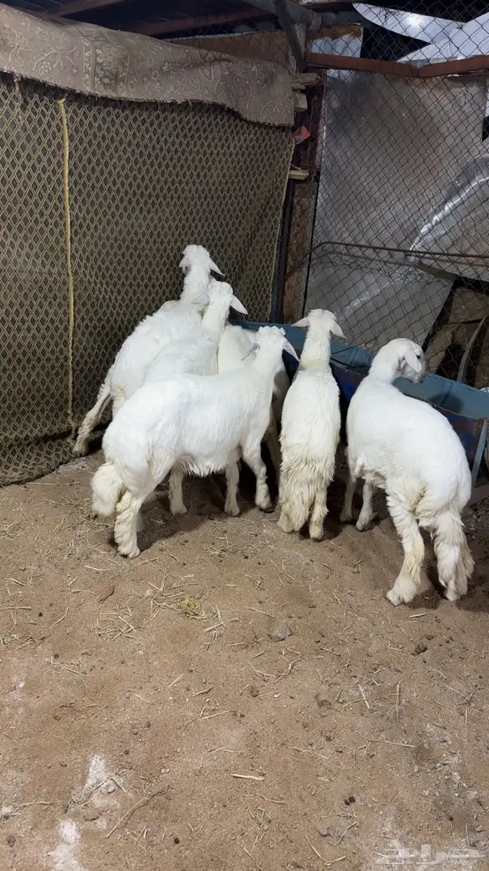 بهم فل شحم 0