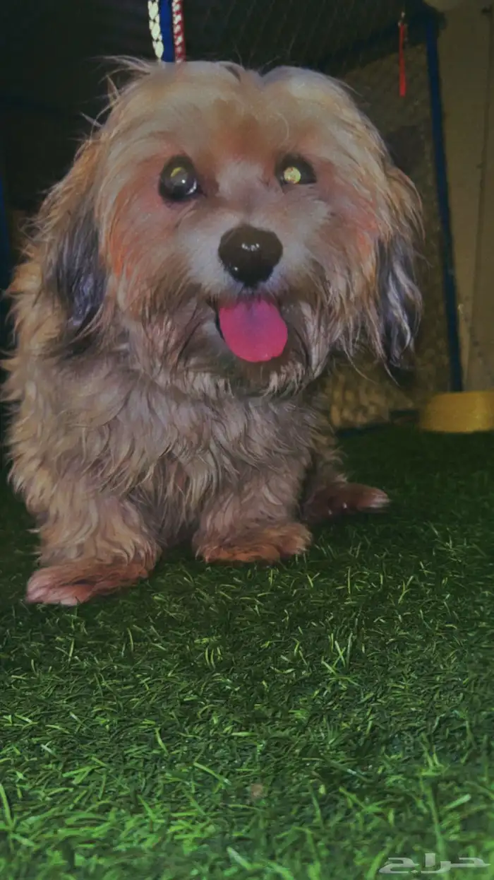 كلبين مالتيز بكج أنثى وذكر 1