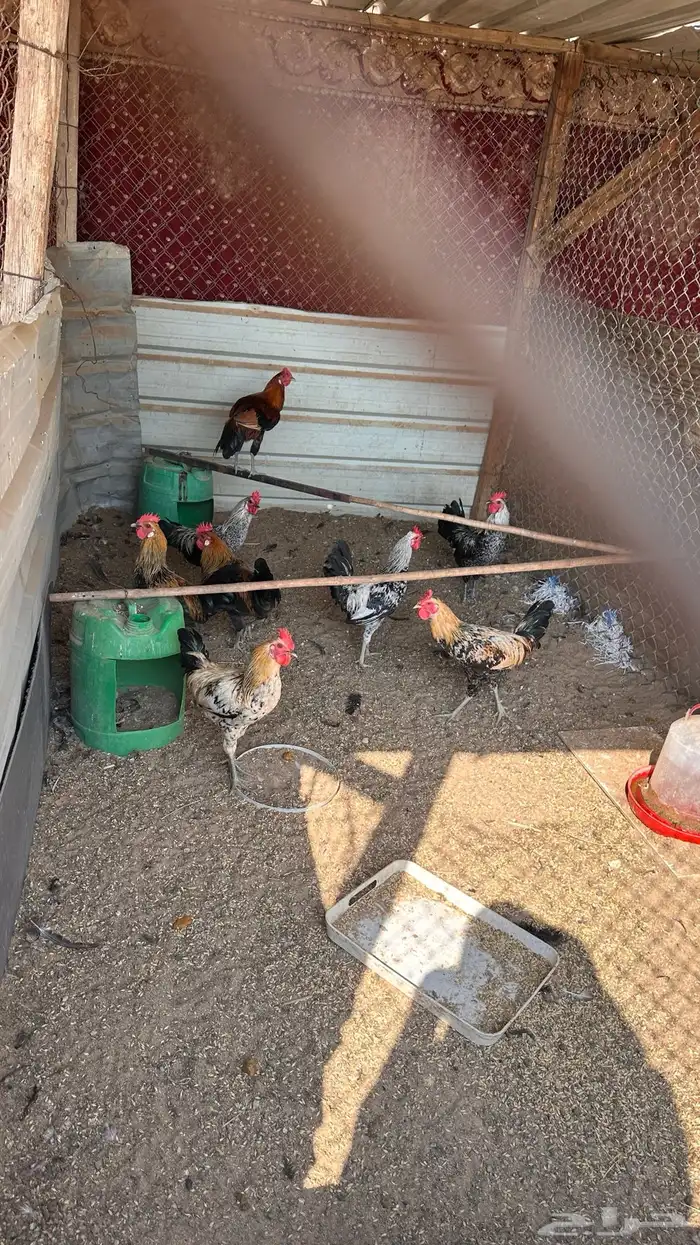 ديوك للبيع 3