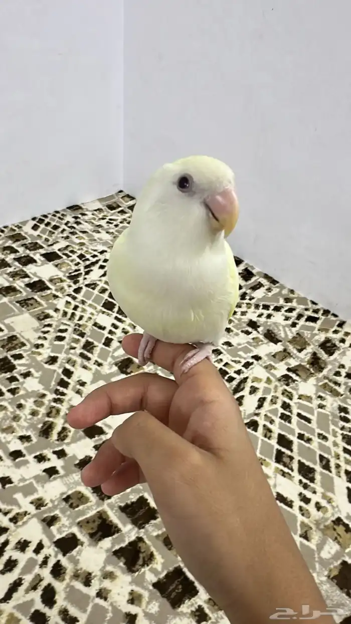 روز إينو اليف 1