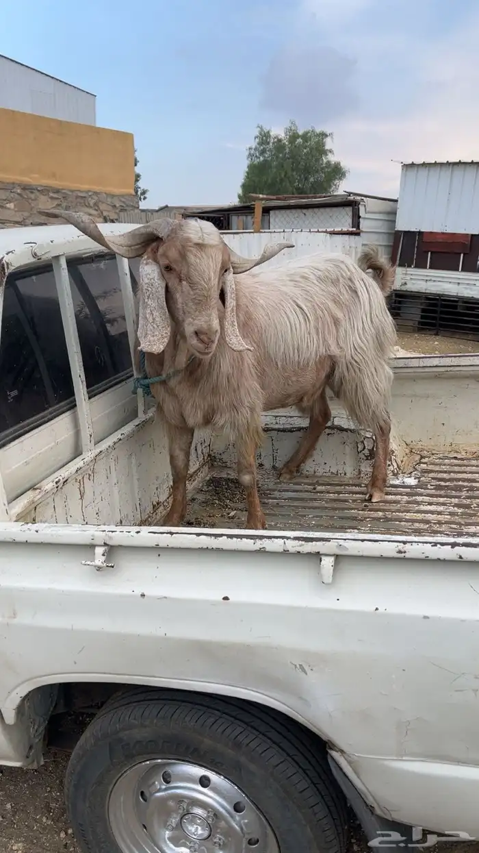 للبيع تيس فحل كفوا كفوا 0