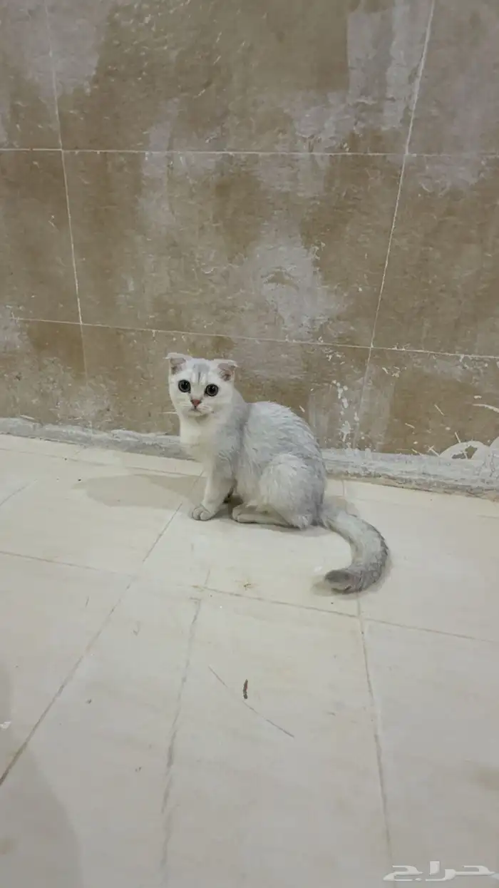 قطط سكوتش بيور قطه 4