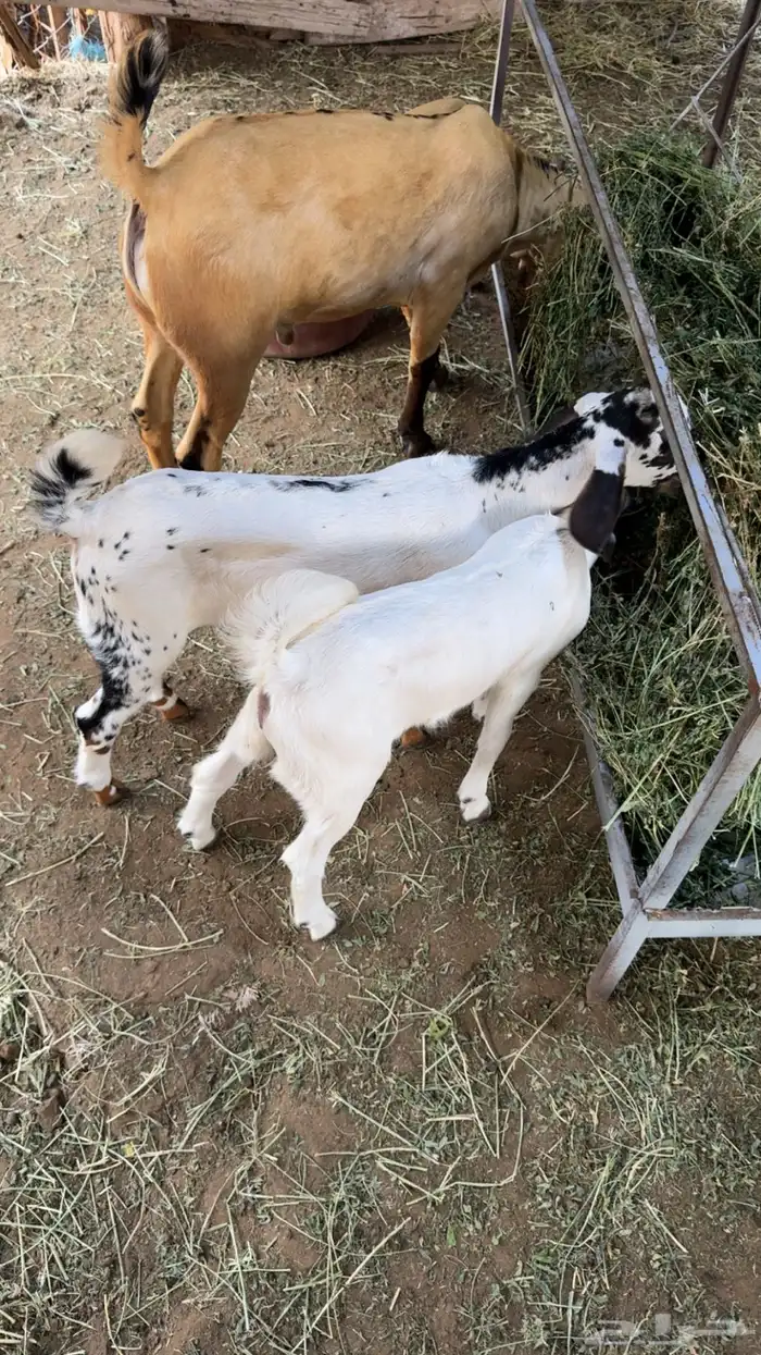 2 تيوس بيشيات 0