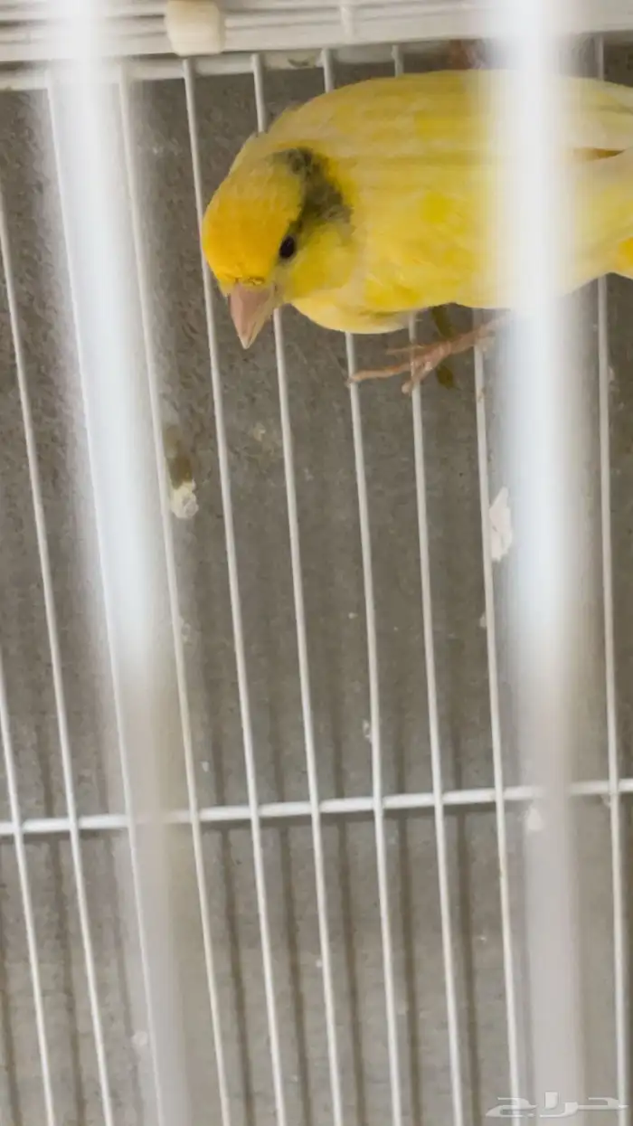 كناري تغريد 4