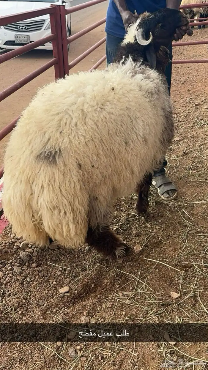 ذبائح حائل 15