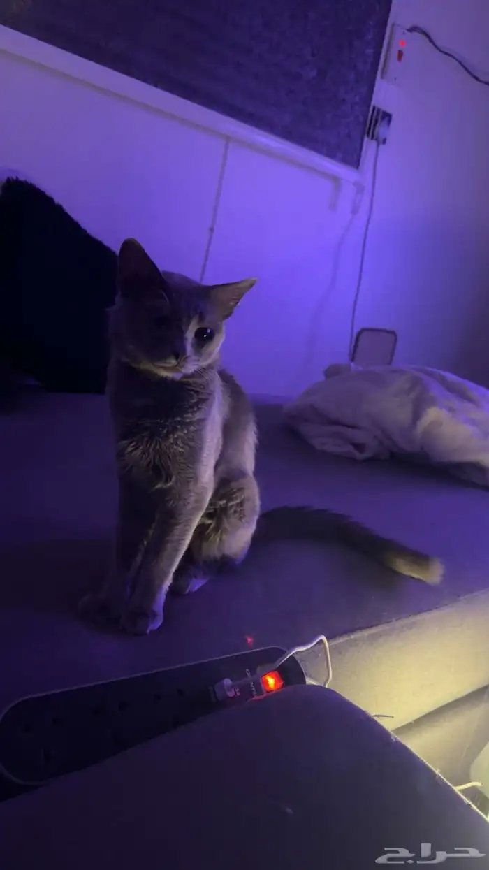 قطط رمادي للتبني 1