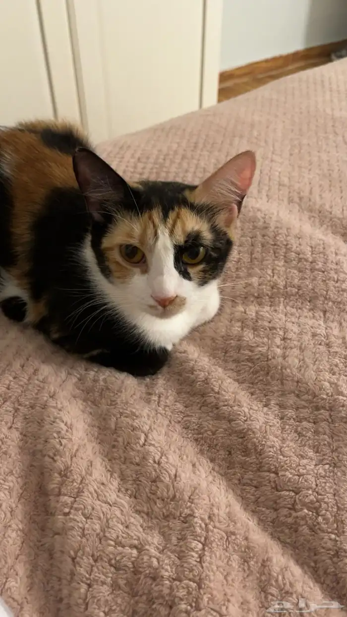 قطط للتبني 4